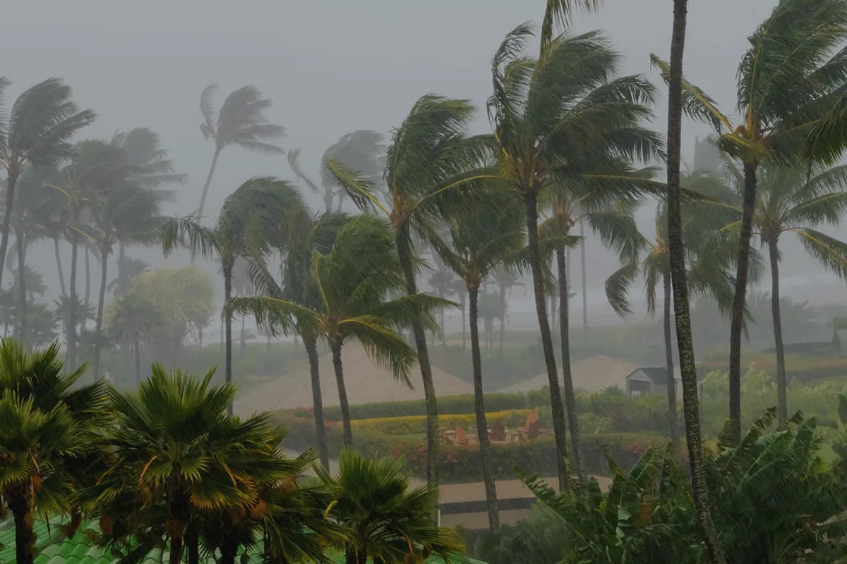 Palm trees blowing in the winds of a hurricane catastrophe